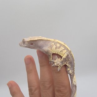 세이블