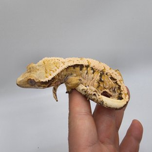 노멀 트라이 익스트림할리퀸