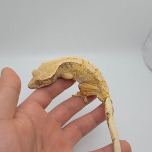 트라이 익스트림할리퀸 노멀