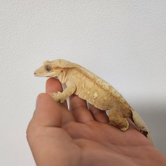 브린들 노멀 옐로우