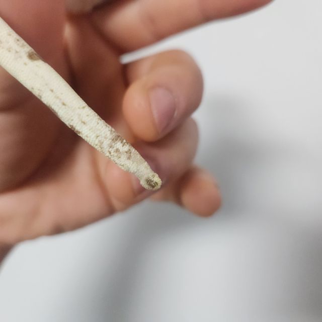 브린들 노멀 옐로우