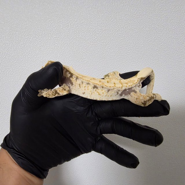 노멀 드리피 화이트스팟 트라이