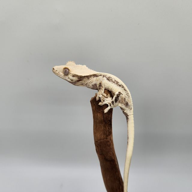 릴리화이트 솔리드백