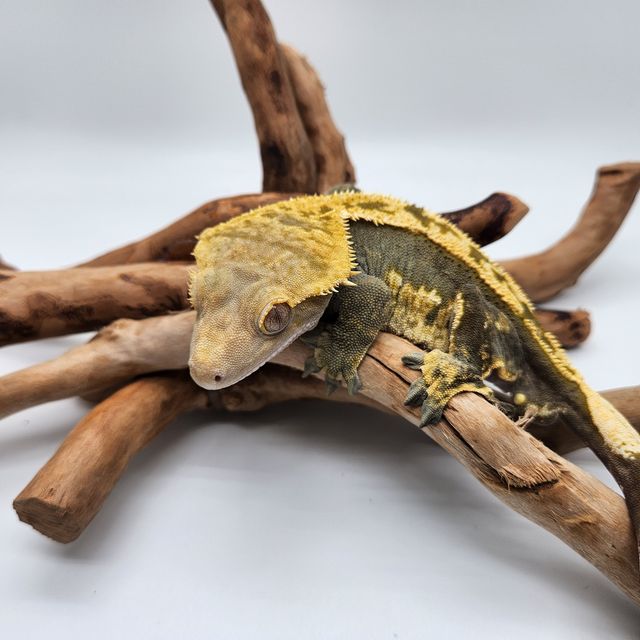 노멀 100%헷아잔틱 다크