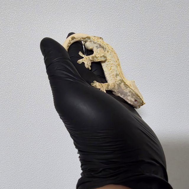 노멀 드리피 화이트스팟 트라이