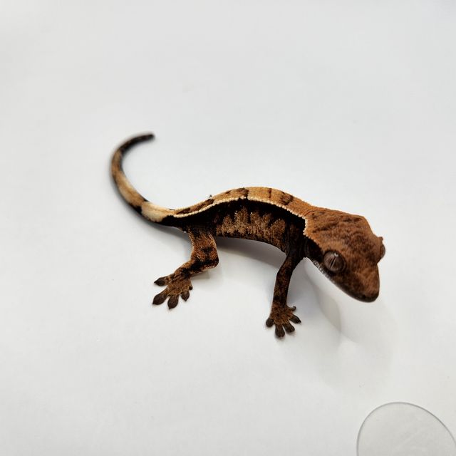 세이블