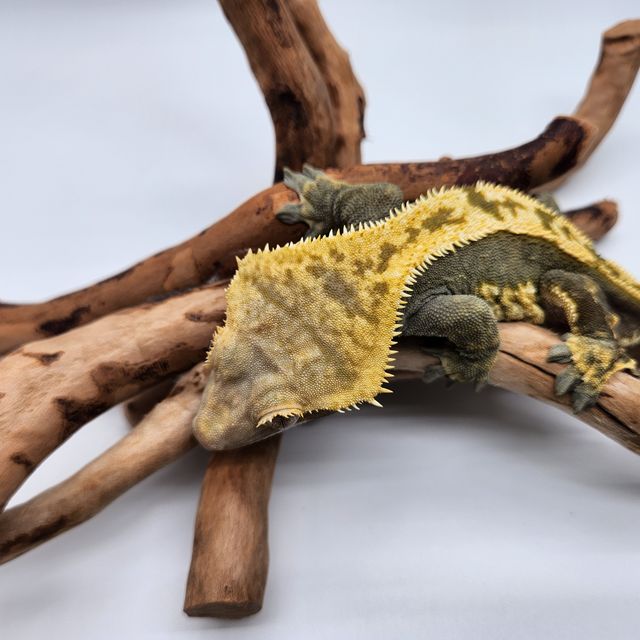 노멀 100%헷아잔틱 다크