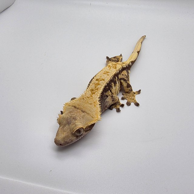 트라이 화이트스팟 익스트림할리퀸