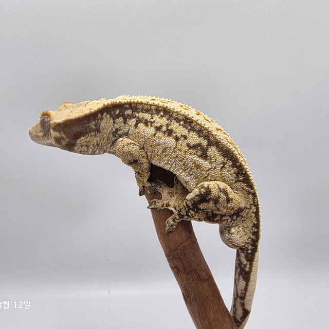 노멀 쿼드 풀핀 화이트스팟 드리피