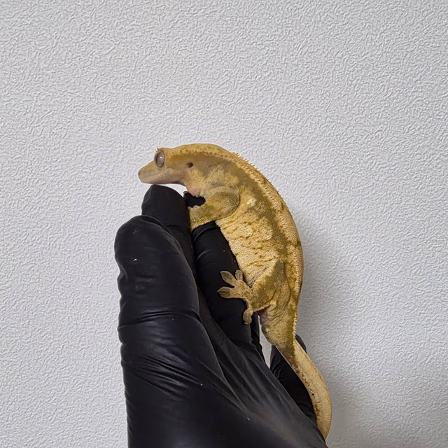 노멀 트라이 익스트림할리퀸