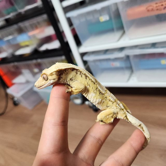 트라이 화이트스팟 드리피