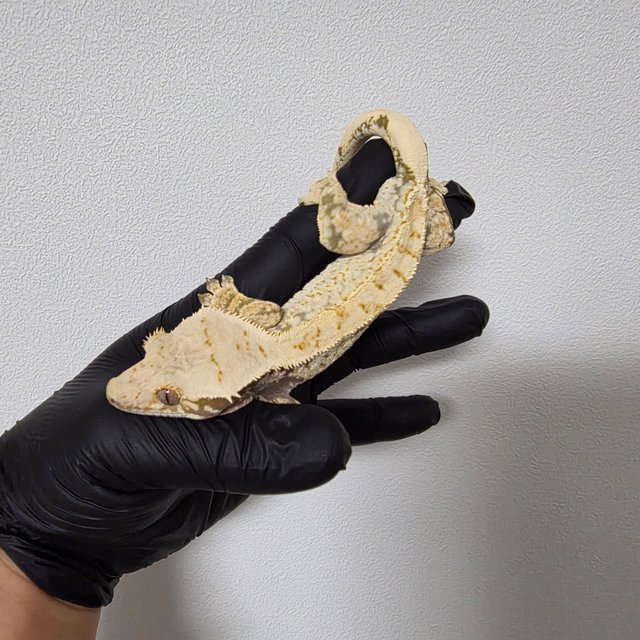 노멀 드리피 화이트스팟 트라이