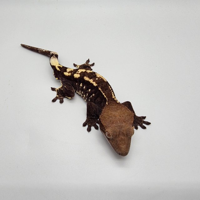 카푸치노 트라이 다크