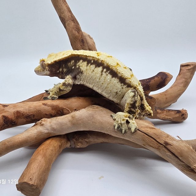 노멀 트라이 드리피 화이트스팟 젠젝스