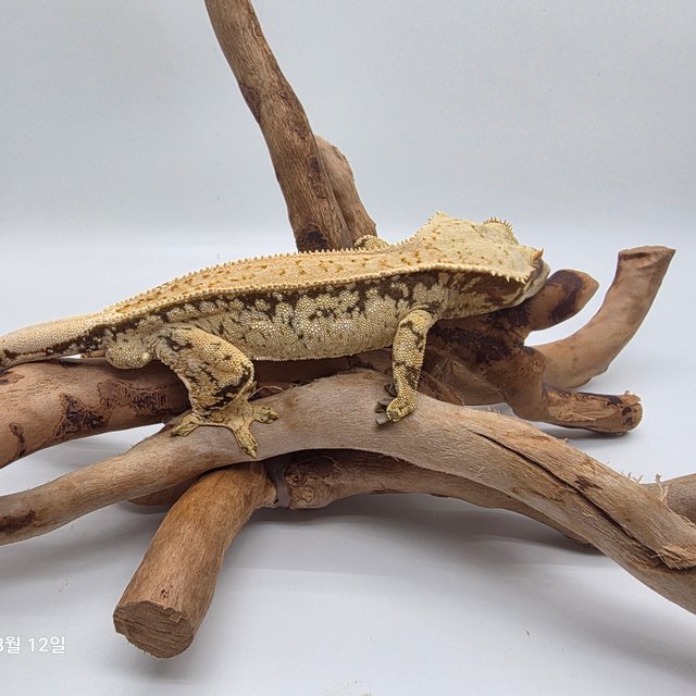 노멀 드리피 화이트스팟 쿼드