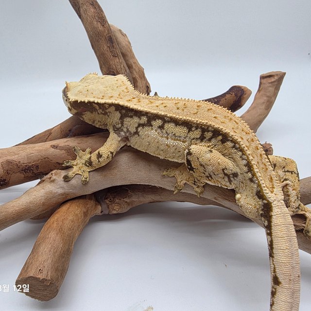 노멀 드리피 화이트스팟 쿼드