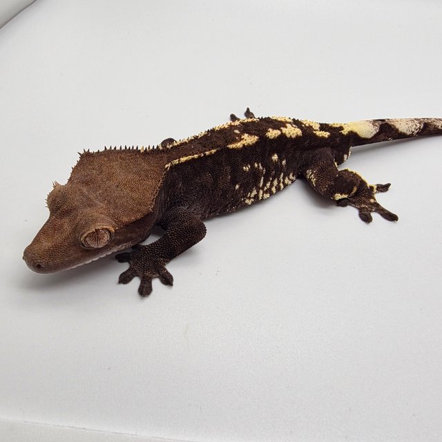 카푸치노 트라이 다크