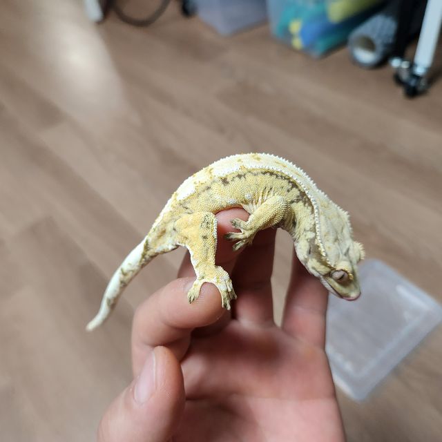 트라이 화이트스팟 드리피