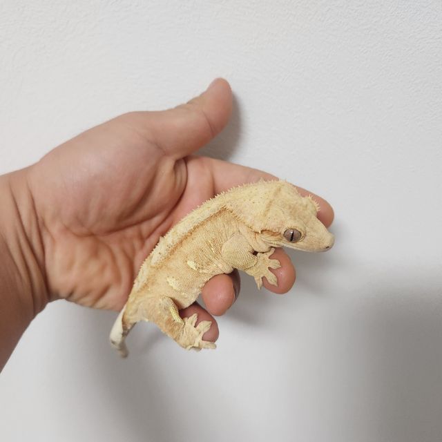 브린들 노멀 옐로우