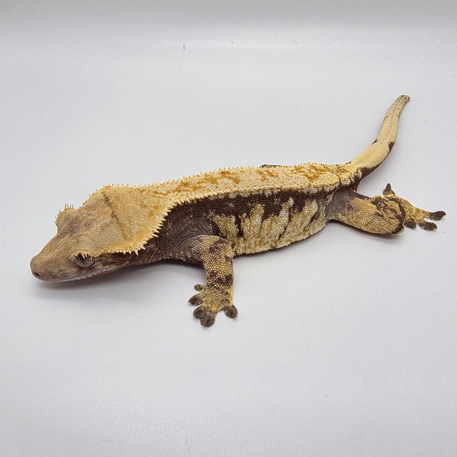 트라이 화이트스팟 익스트림할리퀸