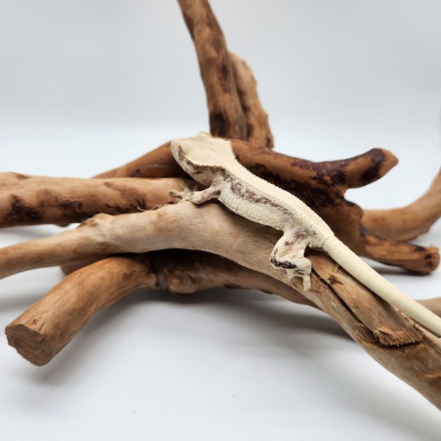 릴리화이트 솔리드백