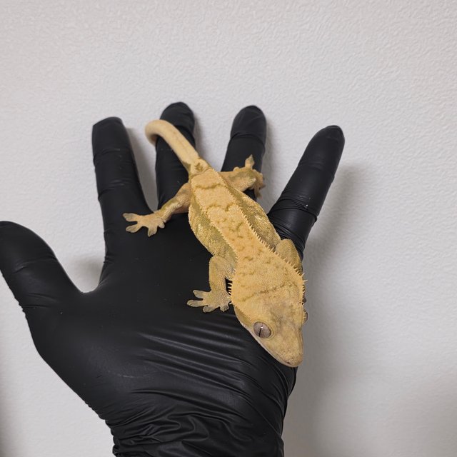 노멀 트라이 익스트림할리퀸