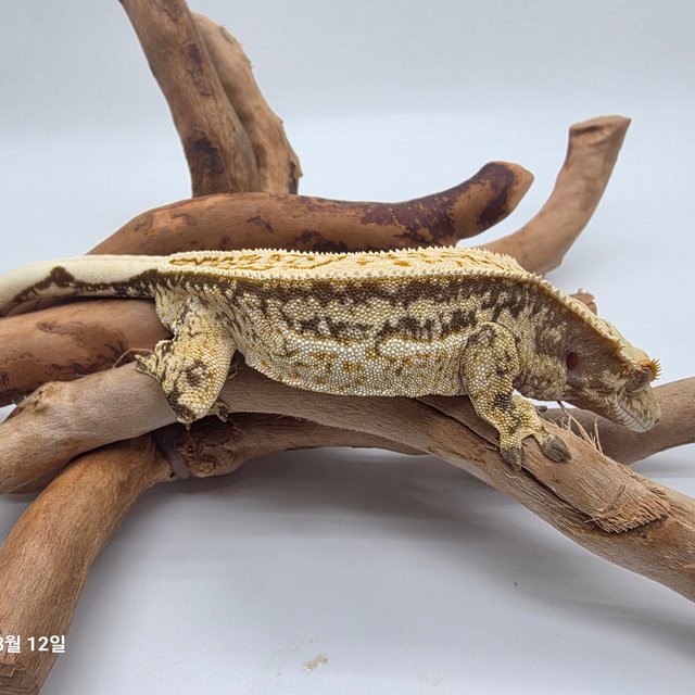 노멀 쿼드 풀핀 화이트스팟 드리피