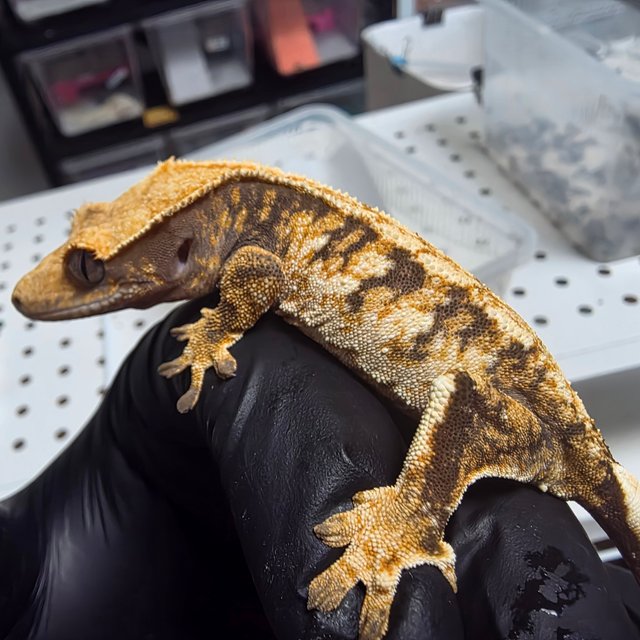 노멀 익스트림할리퀸 트라이