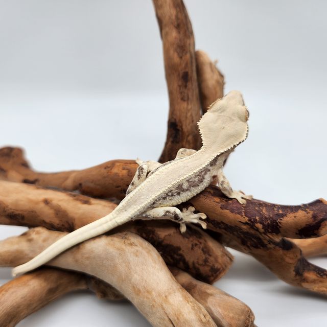 릴리화이트 솔리드백