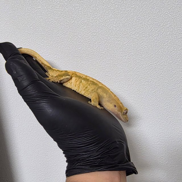 노멀 트라이 익스트림할리퀸