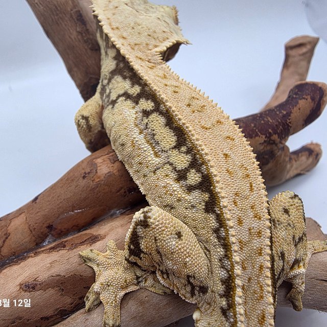 노멀 드리피 화이트스팟 쿼드