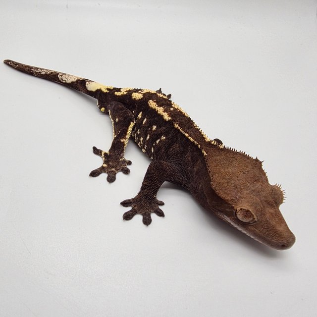 카푸치노 트라이 다크