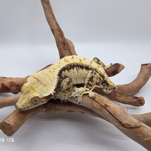 노멀 트라이 드리피 화이트스팟 젠젝스