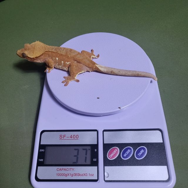 노멀 바이 화이트포트홀 레드
