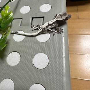 릴잔틱 릴리 세이블 세이블 아잔틱