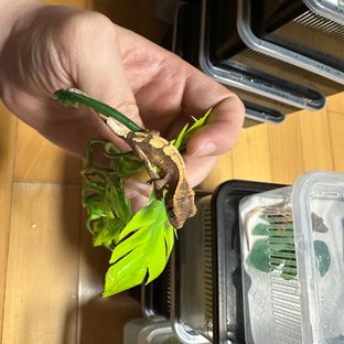 100%헷아잔틱 세이블