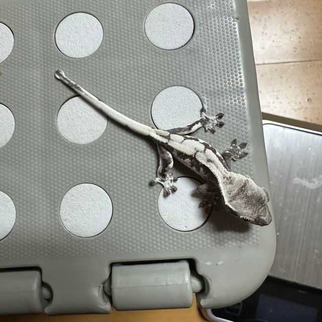 릴잔틱 릴리 세이블 세이블 아잔틱