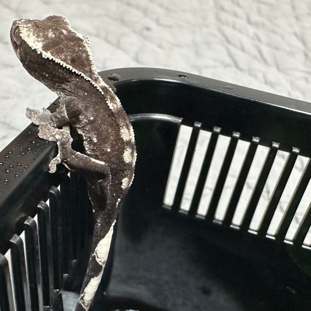 아잔틱