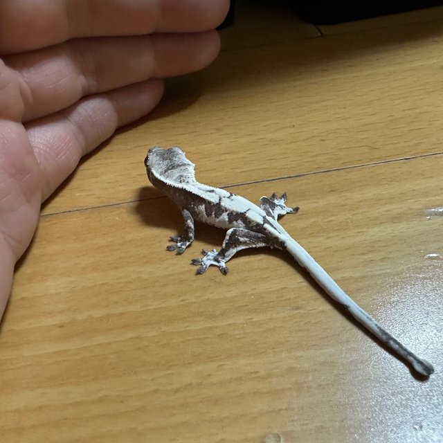 릴잔틱 릴리 세이블 세이블 아잔틱