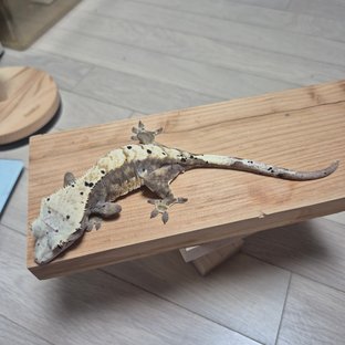 노멀 달마시안