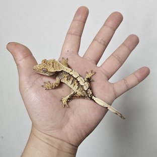 럭윈142