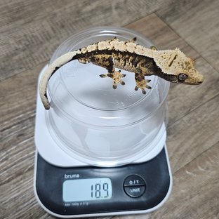 럭윈131