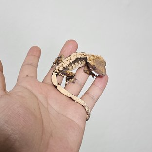 레엘13