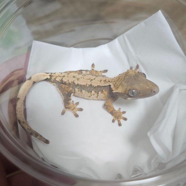 노멀 트라이 익스트림할리퀸