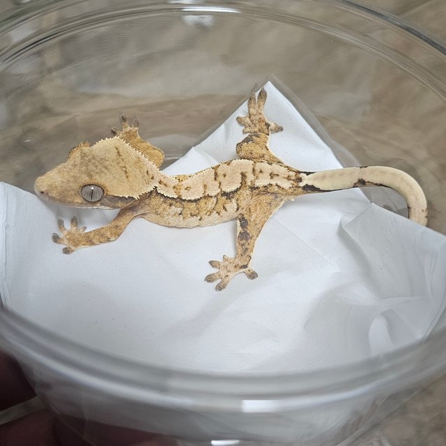 노멀 트라이 익스트림할리퀸