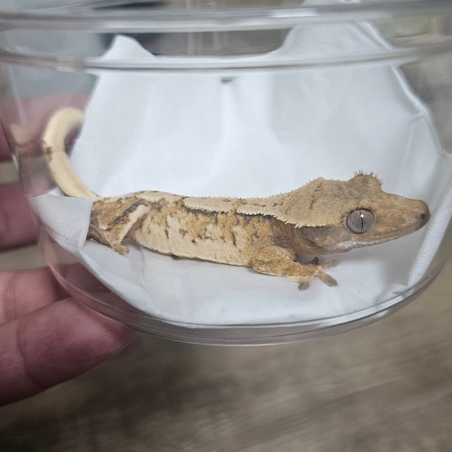 노멀 트라이 익스트림할리퀸