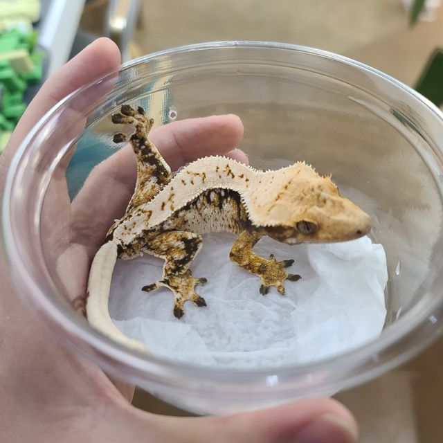 트라이