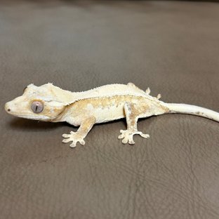 옐로우 크림 크림시클