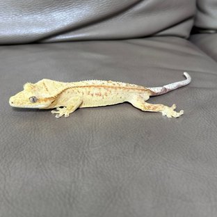 하이포 옐로우 스트로베리