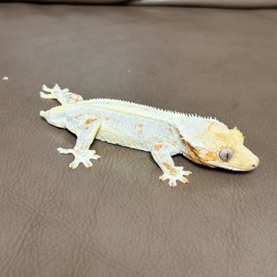 옐로우 크림 크림시클 릴리화이트